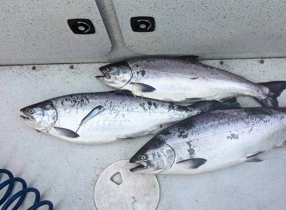 Vibe White Knight image 1